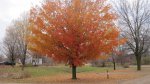 Gorgeous orange maple tree.